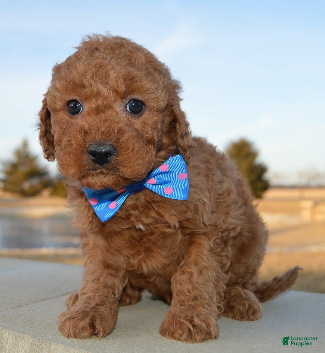 Cockapoo dogs for sale: Callie - Ad 6