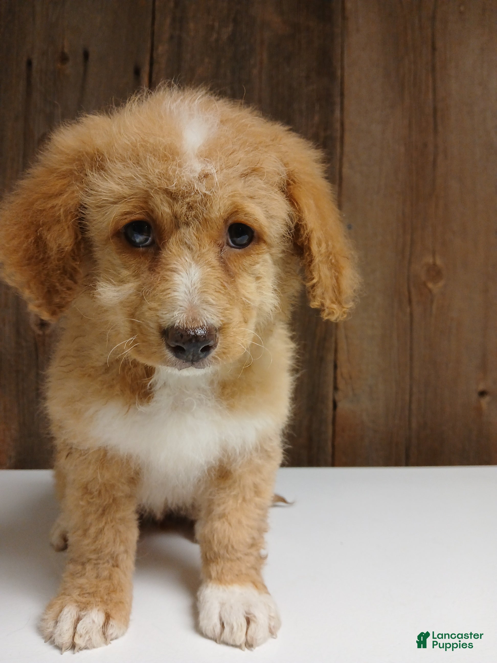 Bernedoodle dogs Maggie, A Calm and Tenderhearted Girl - Ad 4