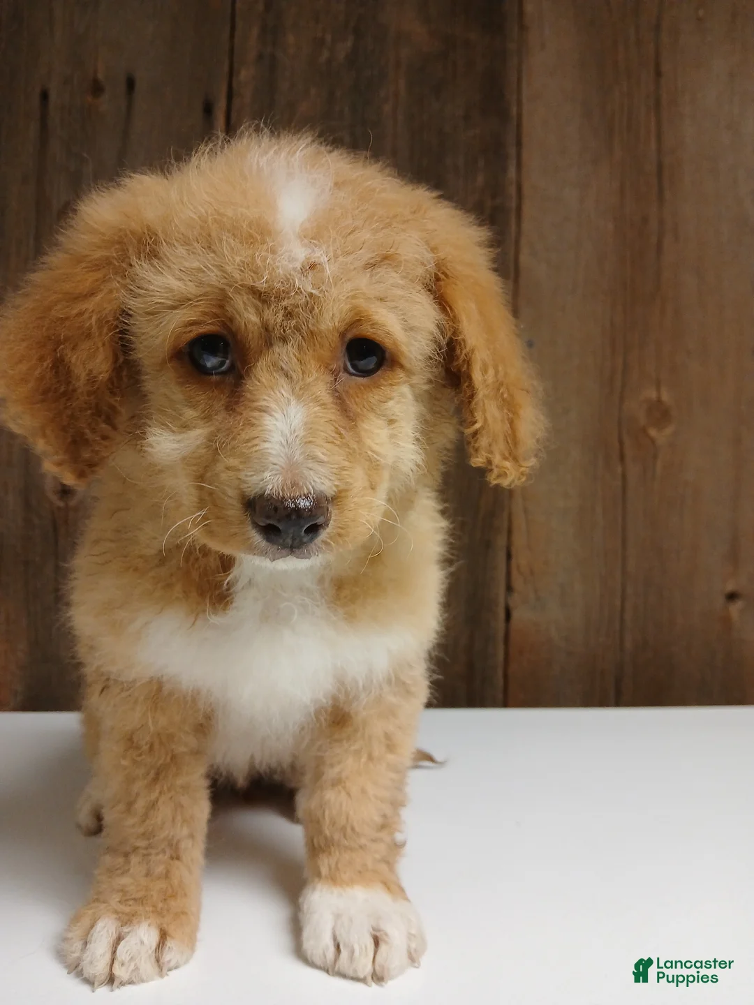Bernedoodle dogs for sale: Maggie, A Calm and Tenderhearted Girl - Ad 1