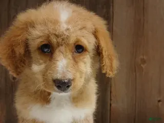 Bernedoodle dogs Maggie, A Calm and Tenderhearted Girl - Ad 4
