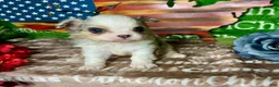 Chihuahua dogs for sale: Drysdale Long Coat - Ad 6