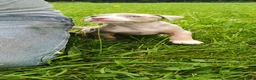 American Bully dogs for sale: American Bully 1  Willie - Ad 2