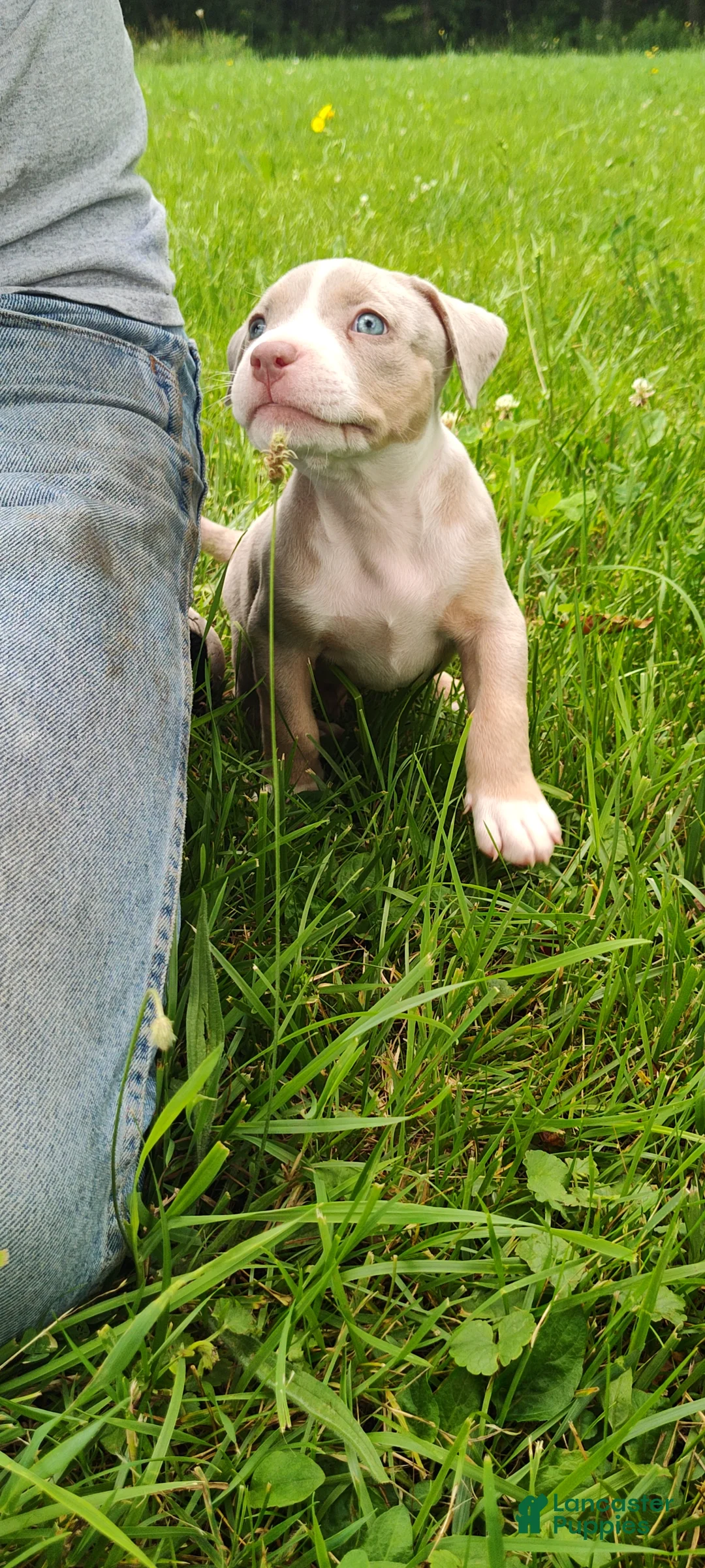 American Bully dogs for sale: American Bully 1  Willie - Ad 2