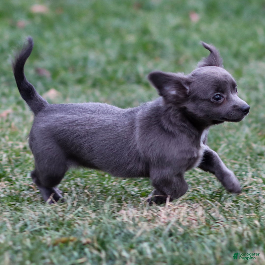Chihuahua dogs for sale: Penny - Ad 2