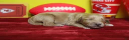 Goldendoodle dogs for sale: Sparky  - Ad 7