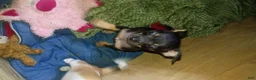 Chihuahua dogs for sale: Chihuahua 2 - Ad 2