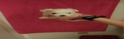 Maltese dogs for sale: Ki ki  - Ad 2