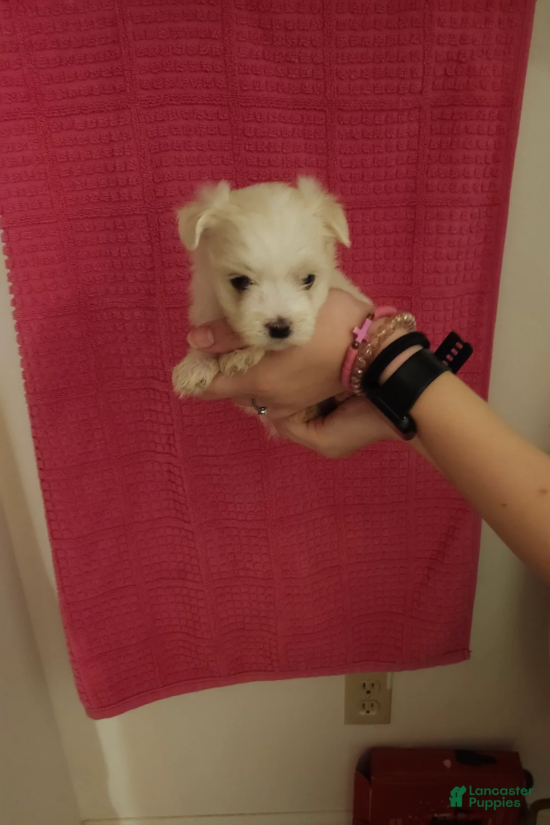 Maltese dogs for sale: Ki ki  - Ad 2