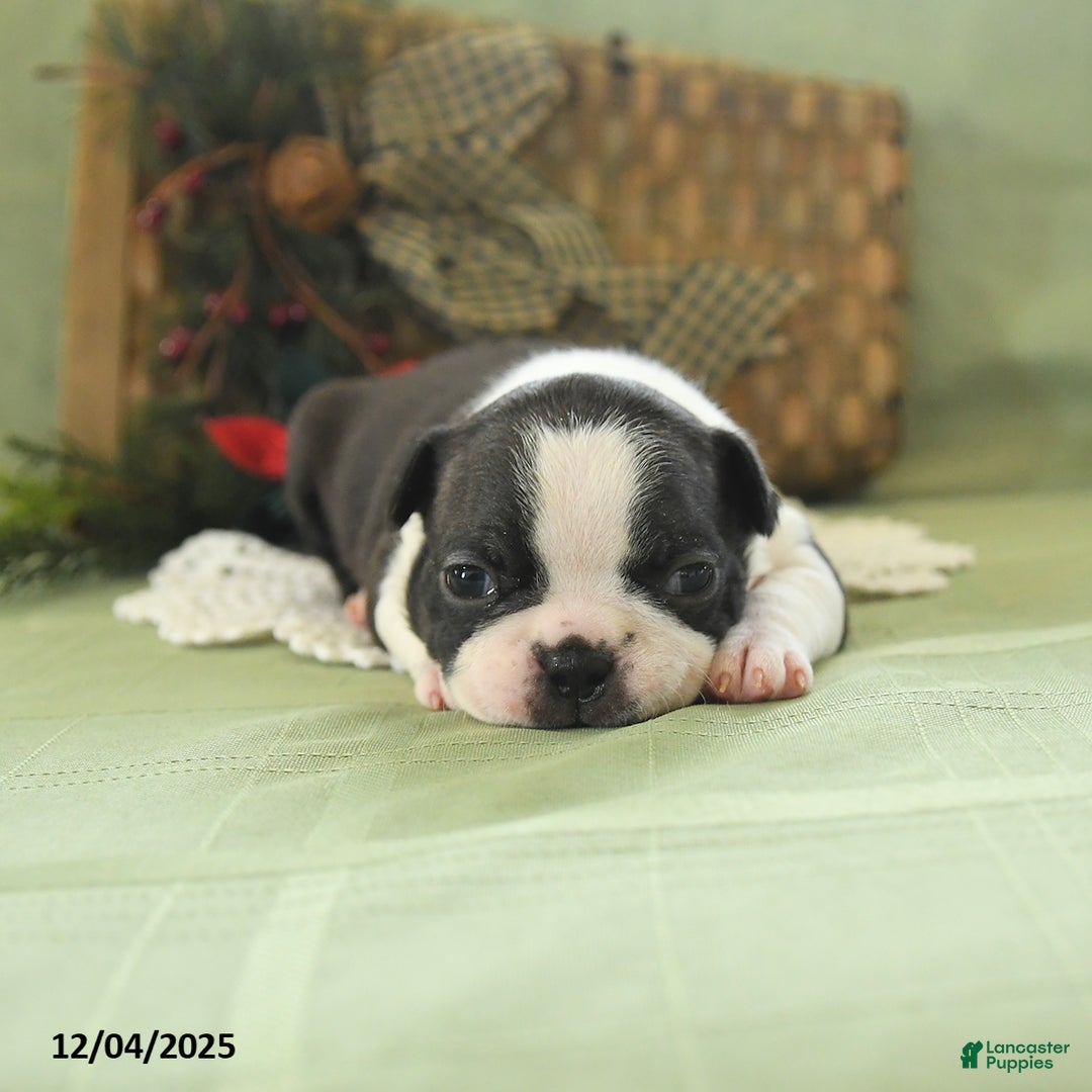 Boston Terrier dogs for sale: Holly - Ad 3