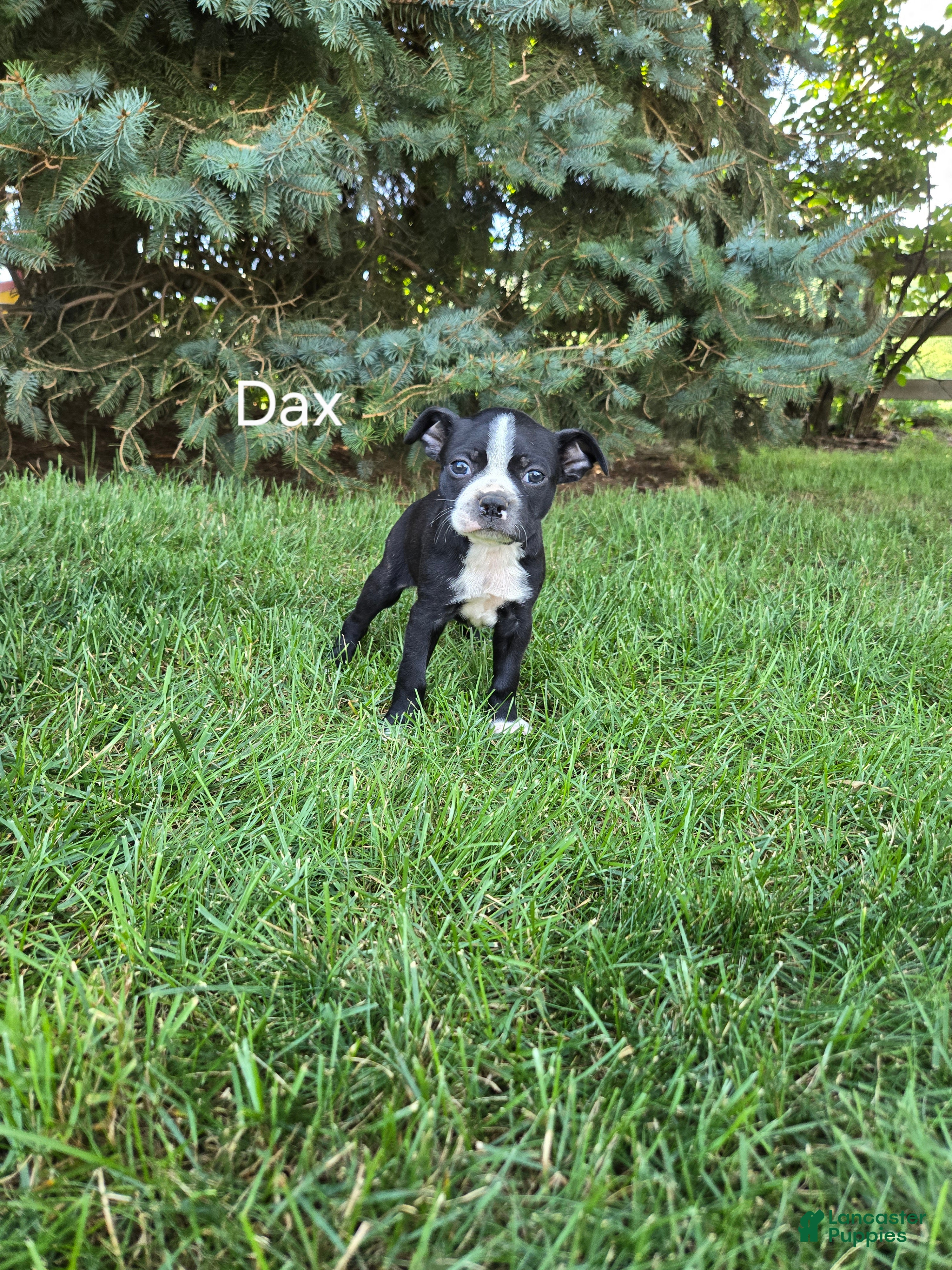 Boston Terrier dogs Dax  - Ad 34