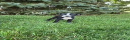 Boston Terrier dogs for sale: Dax  - Ad 1