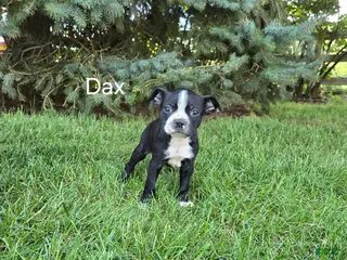 Boston Terrier dogs Dax - Ad 26