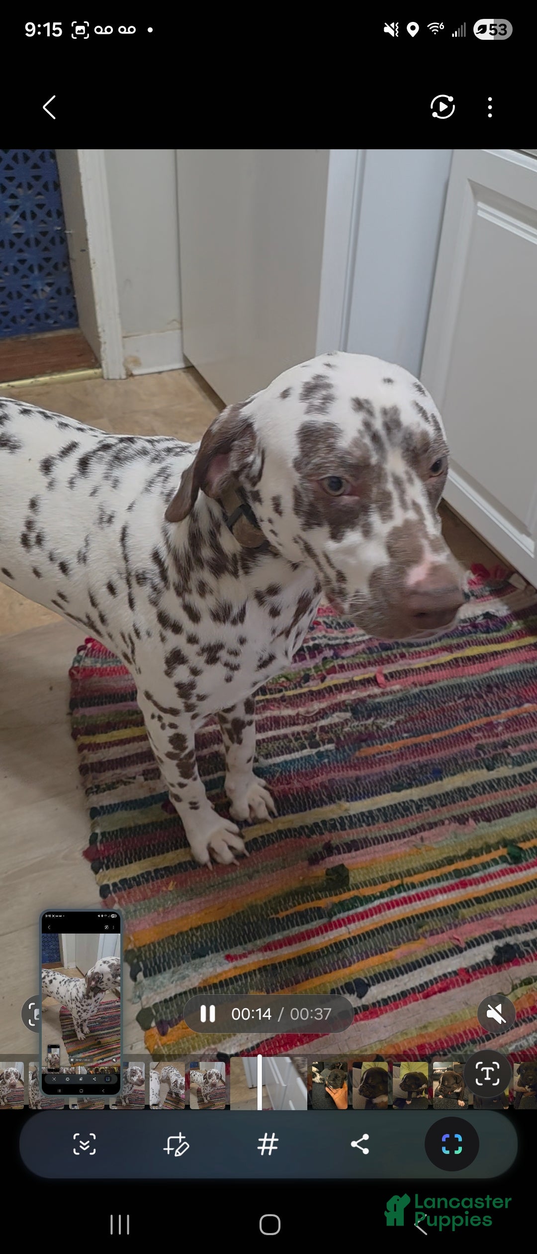 Dalmatian dogs Dalmatian Puppy 1 - Ad 2