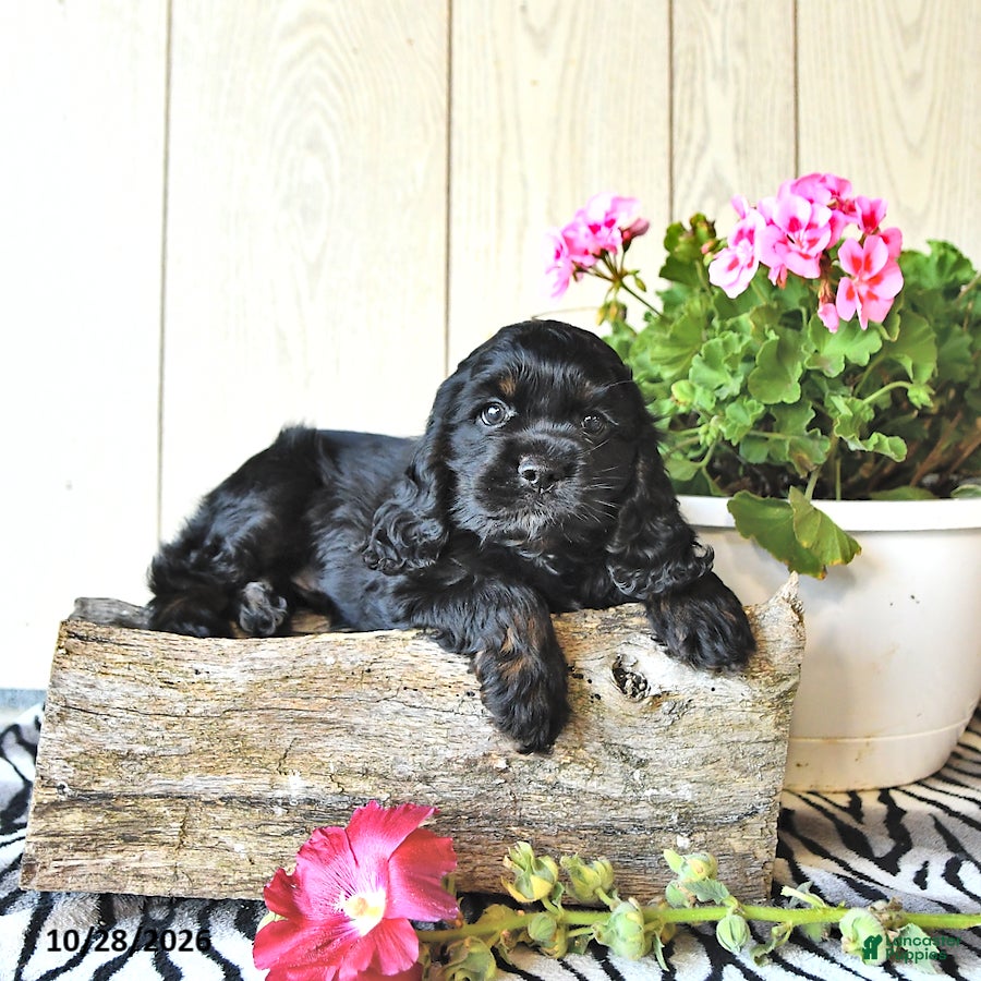 Cocker Spaniel dogs for sale: Rodney - Ad 2