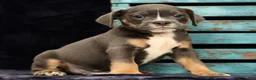 Beabull dogs for sale: Chad - Ad 3