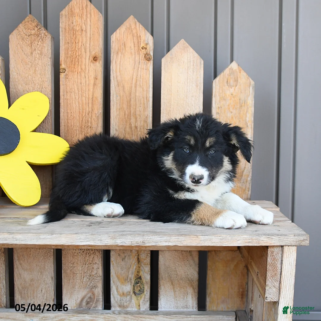 Border Collie dogs for sale: Eleanor - Ad 3
