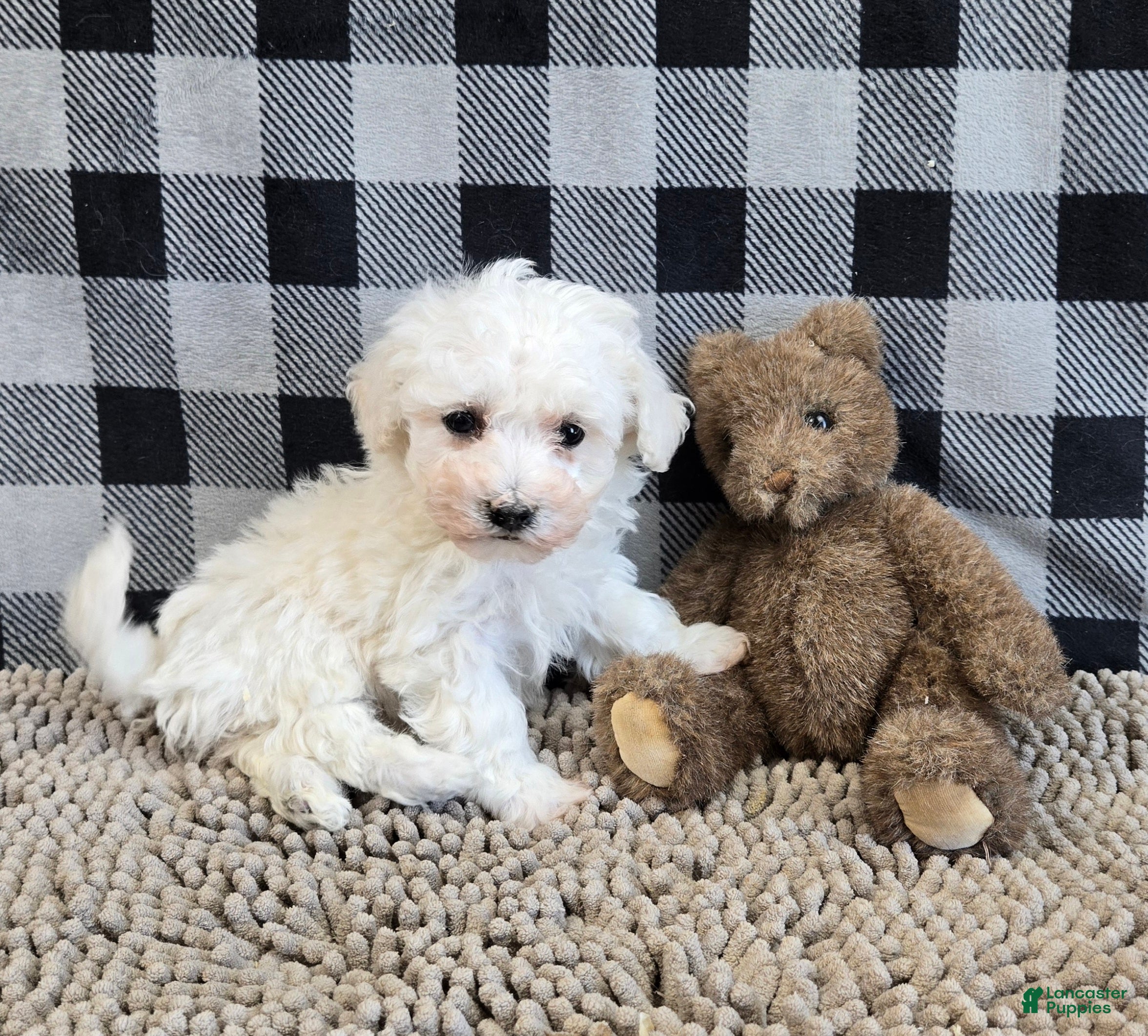 Bichon Frise dogs Blake - Ad 1
