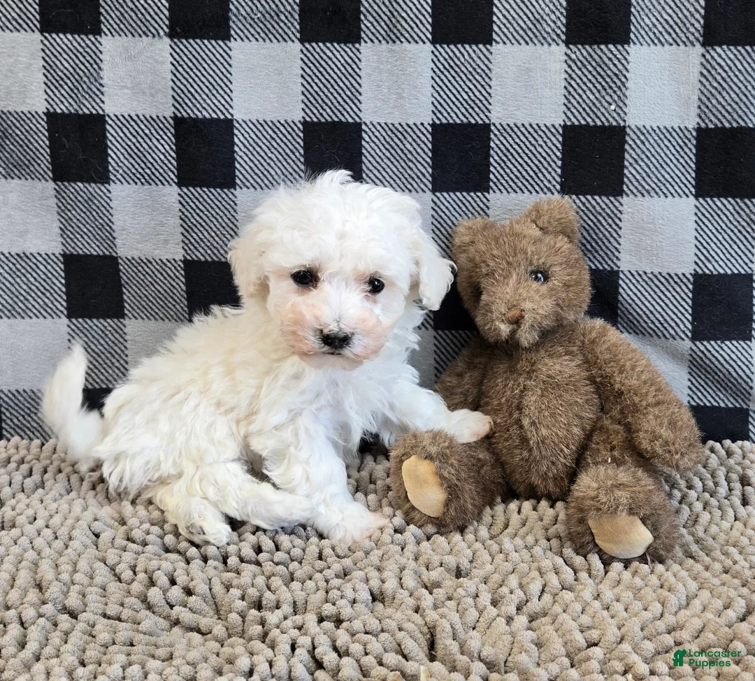 Bichon Frise dogs for sale: Blake - Ad 1