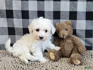 Bichon Frise dogs for sale: Blake - Ad 3