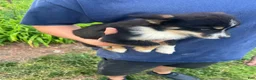 Mixed Breed dogs for sale: Mixed Breed 2 - Ad 2