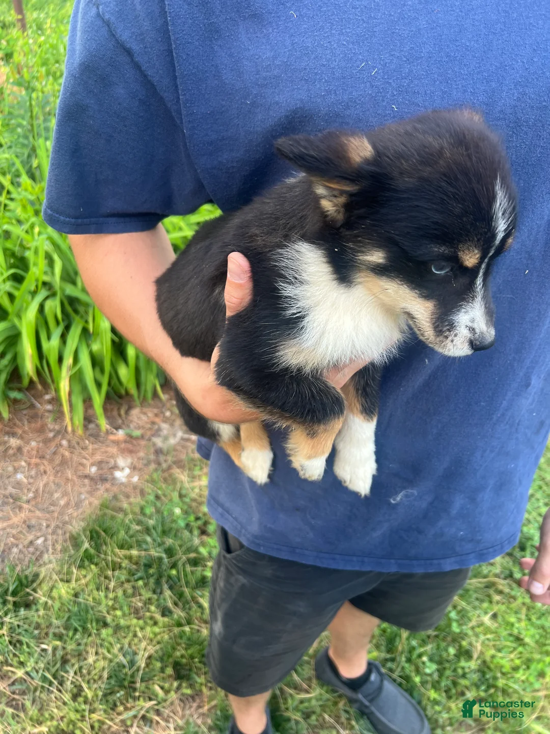 Mixed Breed dogs for sale: Mixed Breed 2 - Ad 2