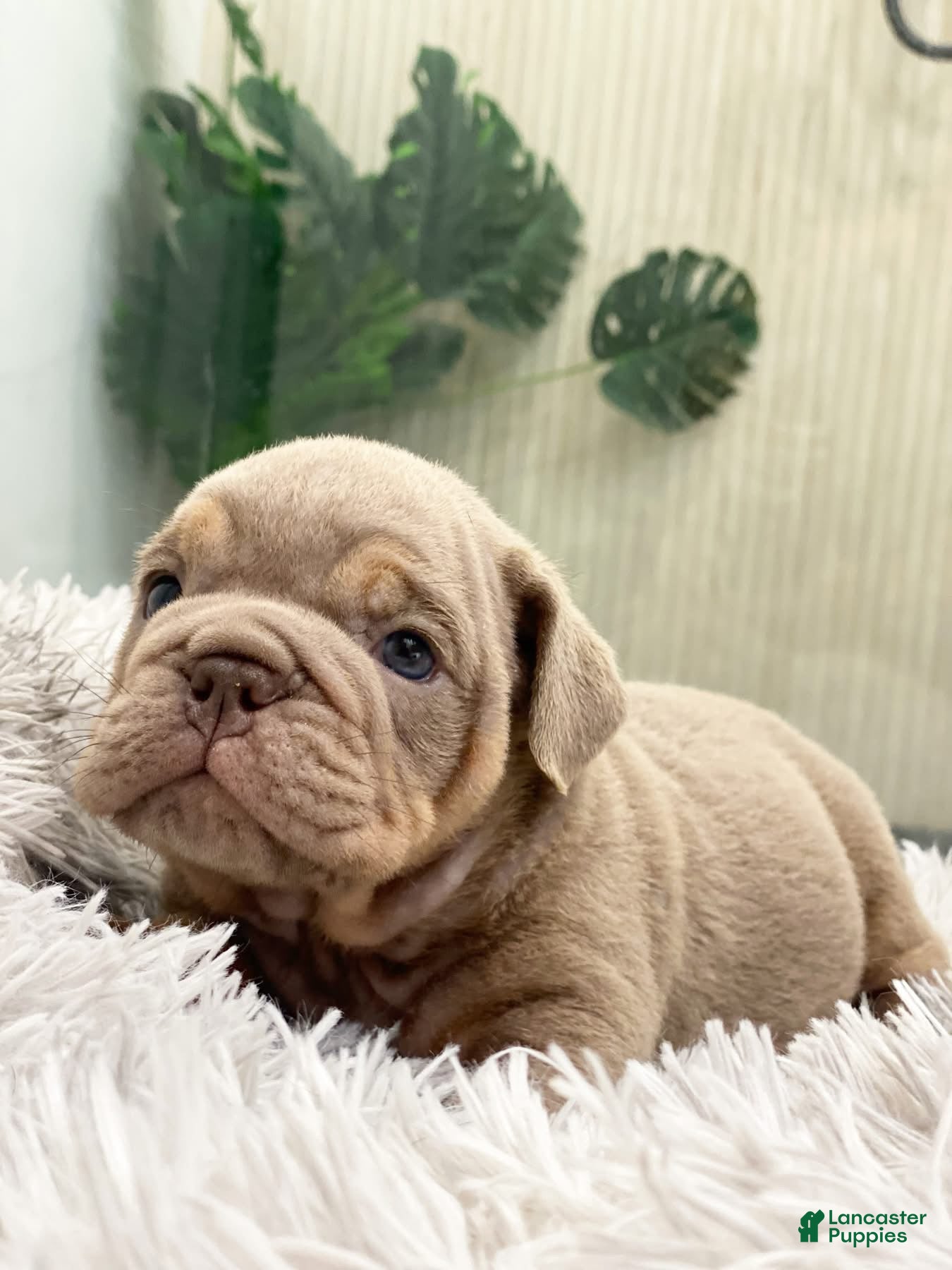 English Bulldog dogs ELMER - Ad 12