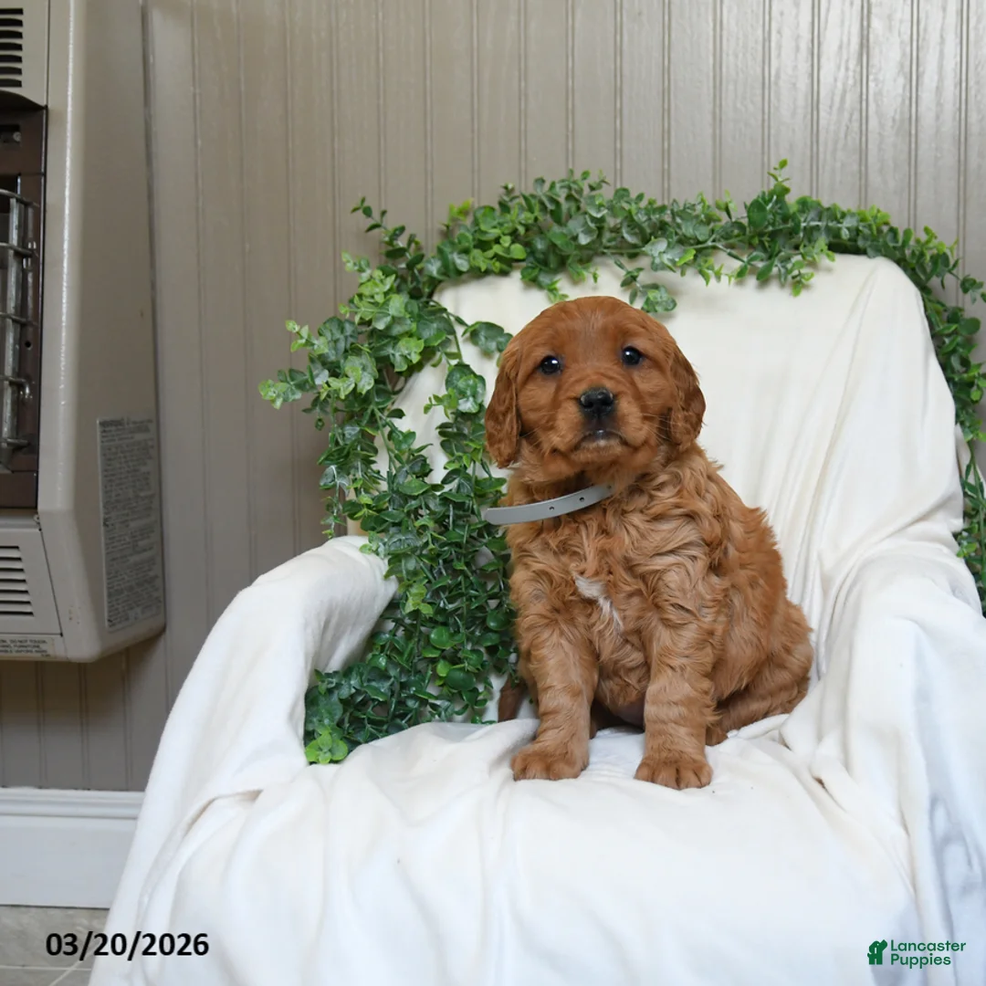 Miniature Golden Retriever dogs for sale: Judy - Ad 2