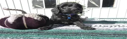Mini Goldendoodle dogs for sale: Mini Goldendoodle 2 Roxy - Ad 1