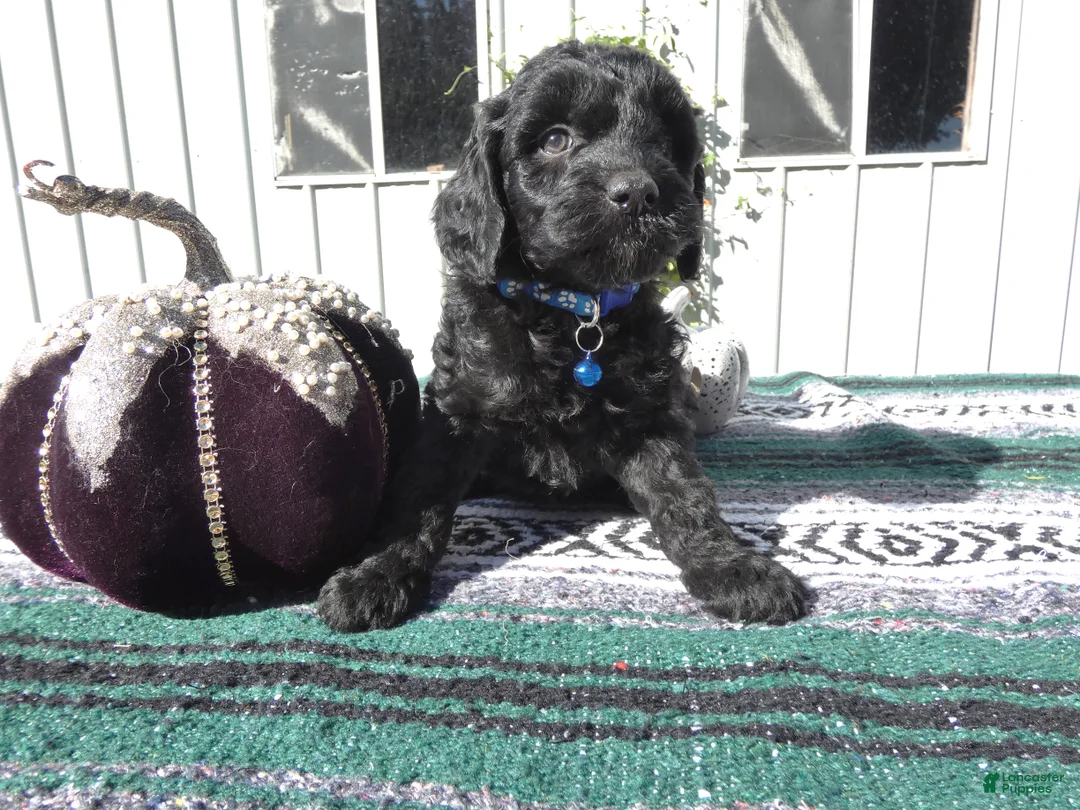 Mini Goldendoodle dogs for sale: Mini Goldendoodle 2 Roxy - Ad 1