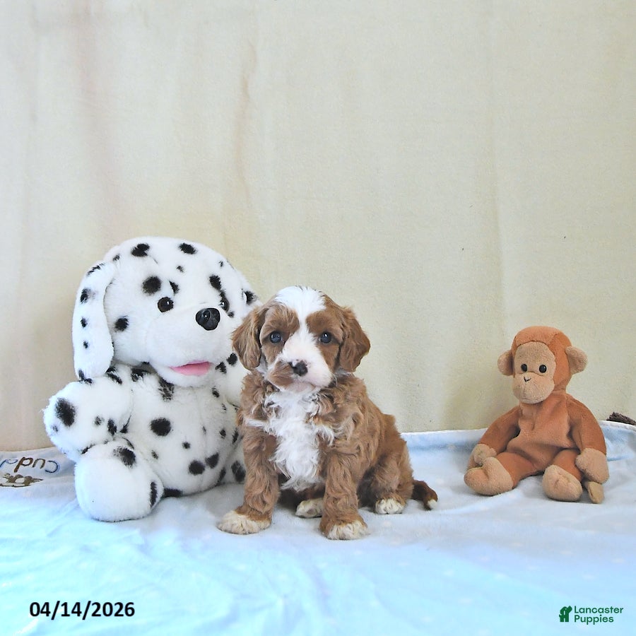 Cavapoo dogs Archie - Ad 1