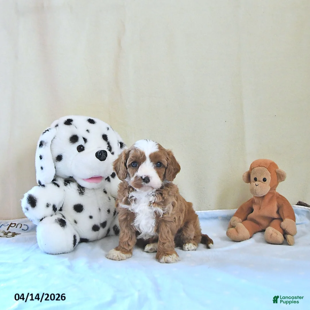 Cavapoo dogs for sale: Archie - Ad 1