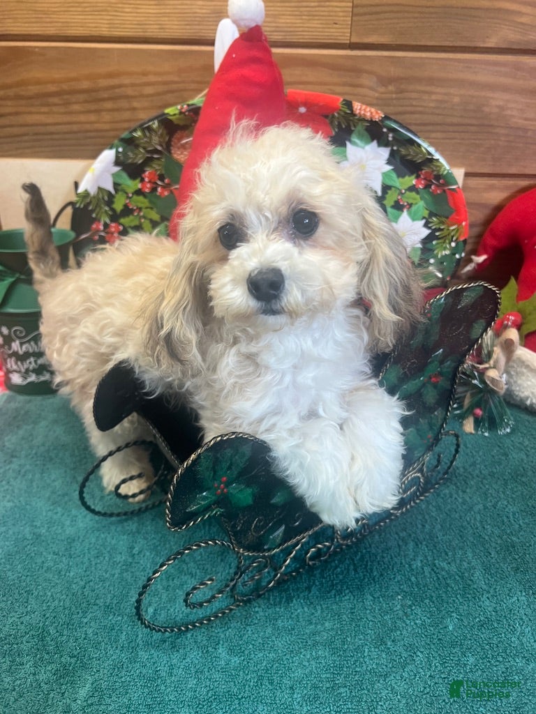 Maltipoo dogs Sanders - Ad 1