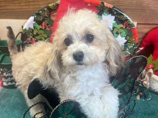 Maltipoo dogs Sanders - Ad 4