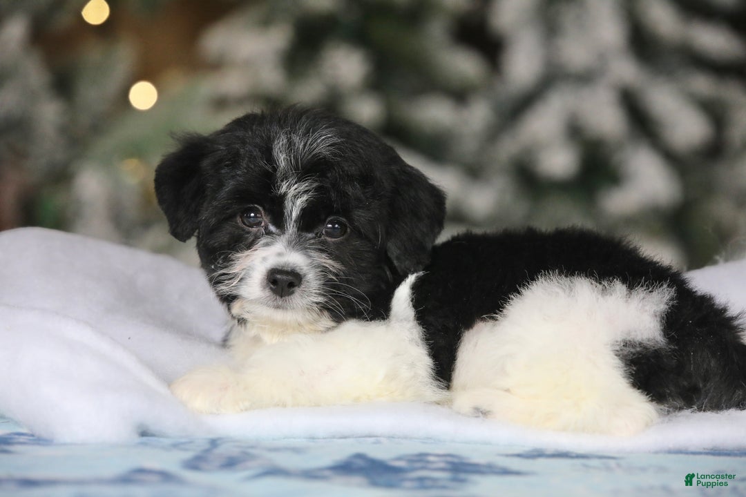 Teddy Bear dogs for sale: Noelle - Ad 30