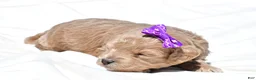 Mini Goldendoodle dogs for sale: Natasha - Ad 5