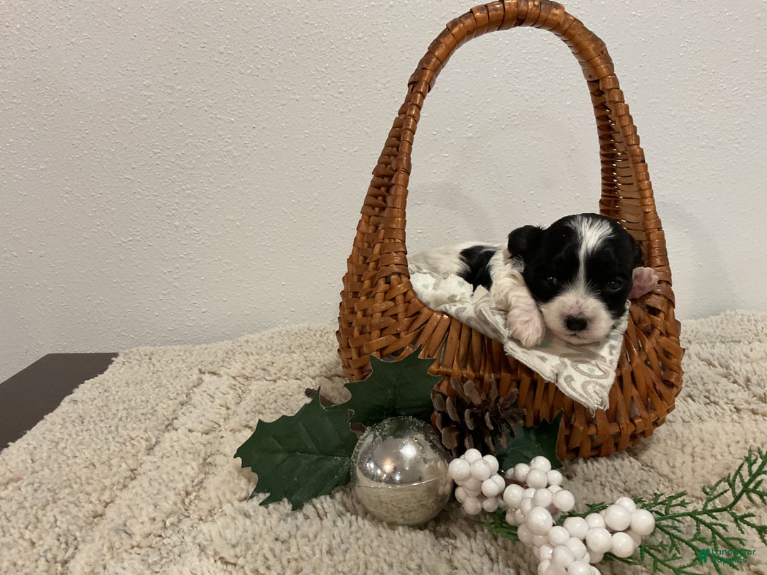 Maltipoo dogs for sale: HOLLY - Ad 2