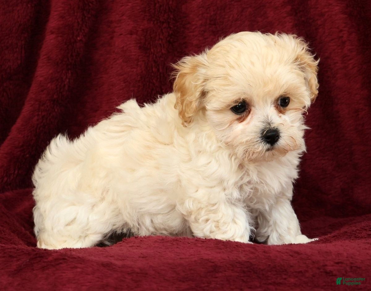Maltipoo dogs Ashley - Ad 2