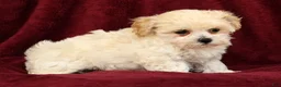 Maltipoo dogs for sale: Ashley - Ad 6