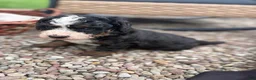 Mini Bernedoodle dogs for sale: Blaze - Ad 7