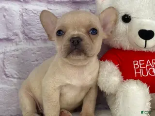 French Bulldog dogs Snowflake - Ad 8