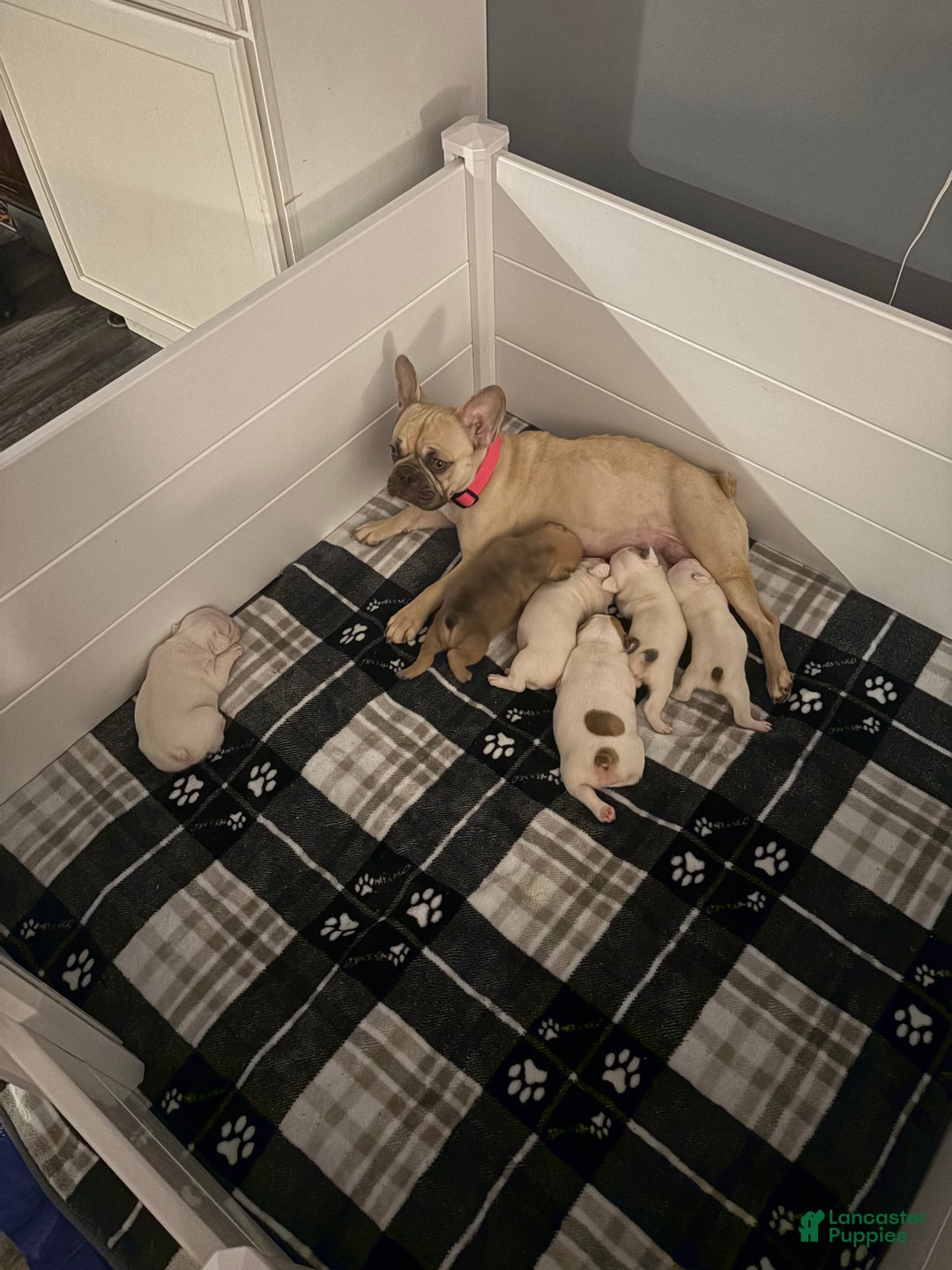 French Bulldog dogs for sale: French Bulldog Puppy 6 - Ad 3