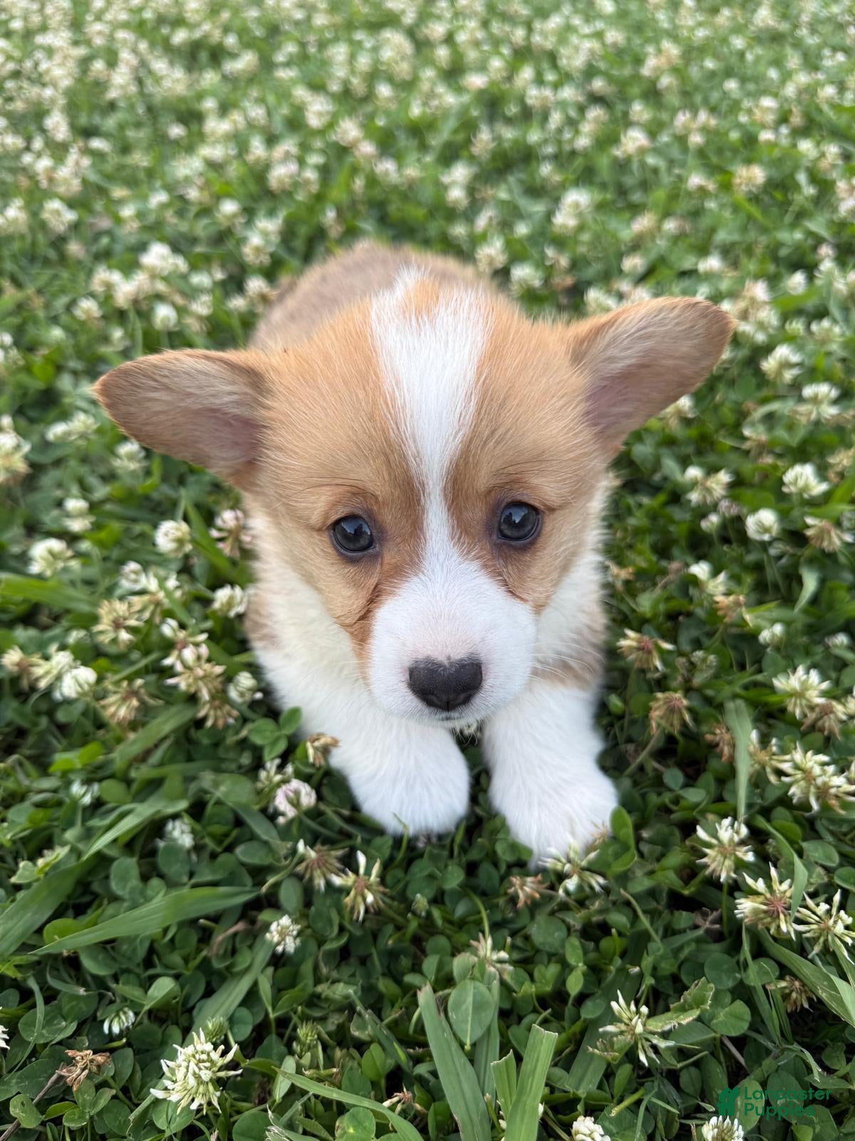 Welsh Corgi Pembroke dogs Welsh Corgi Pembroke Puppy 3 - Ad 2