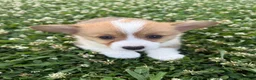 Welsh Corgi Pembroke dogs for sale: Welsh Corgi Pembroke Puppy 3 - Ad 2