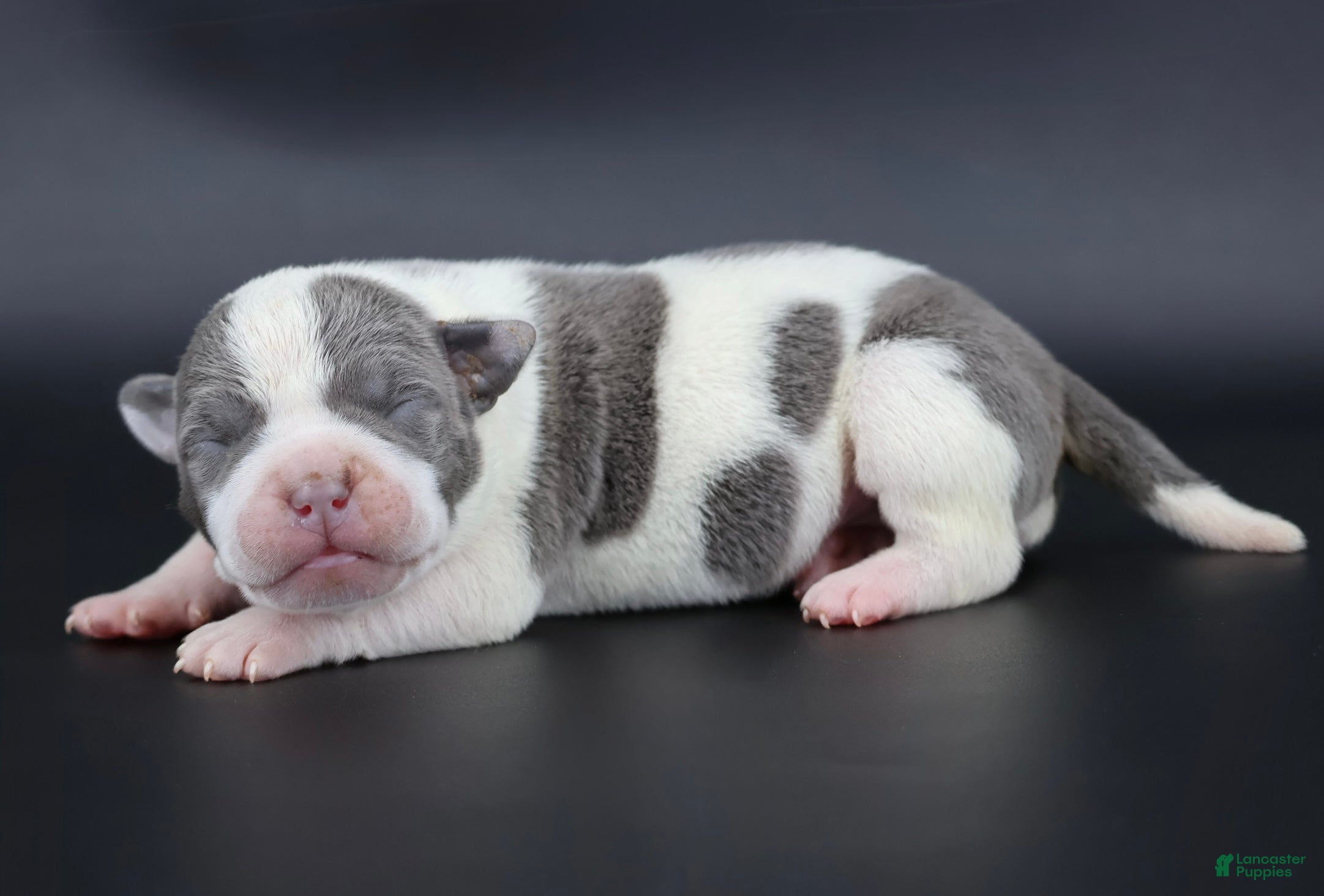 American Bully dogs Ivory - Ad 31