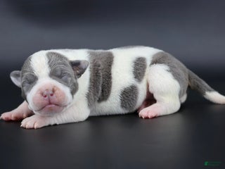 American Bully dogs Ivory - Ad 31