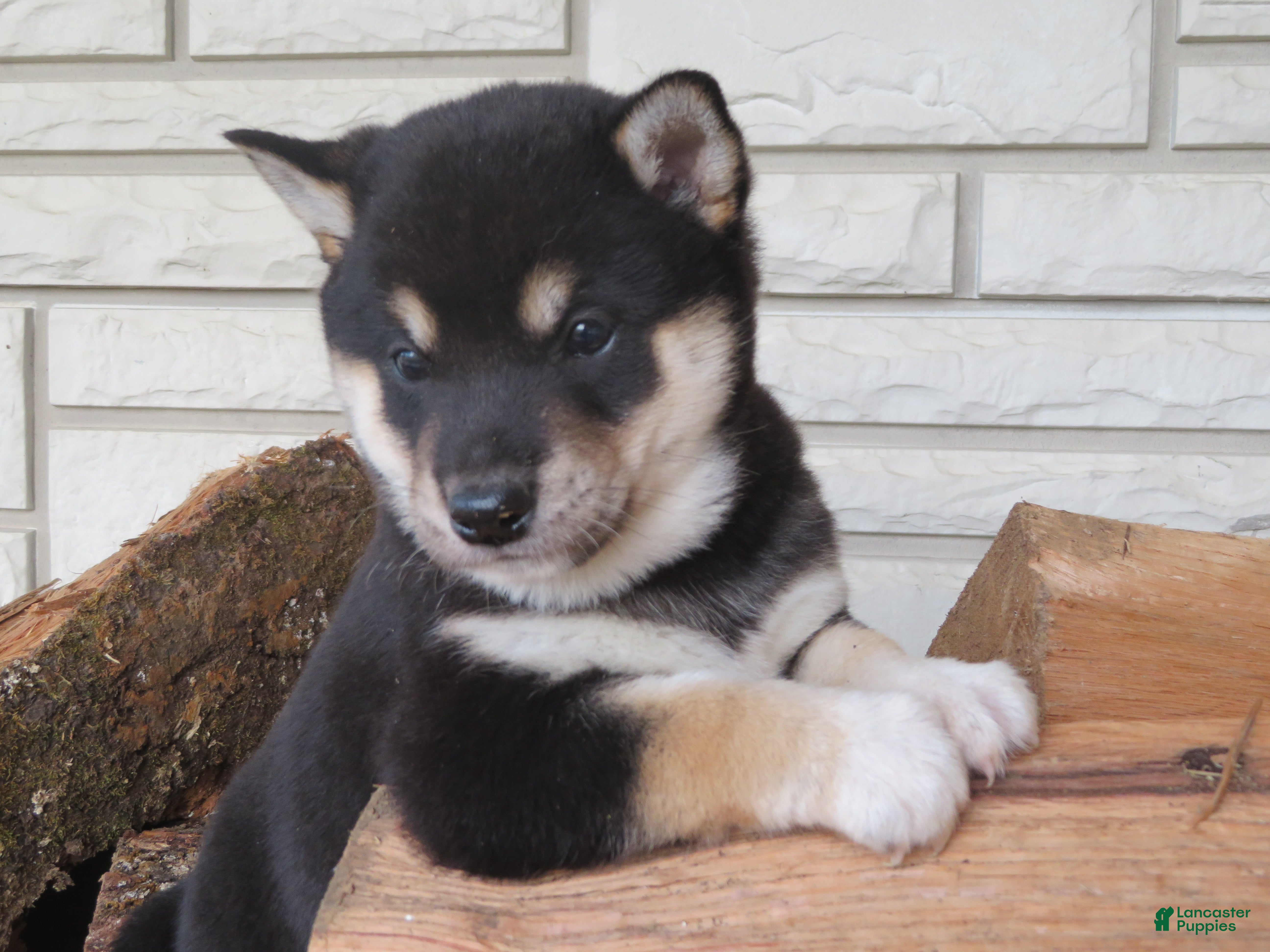 Shiba Inu dogs Shiba Inu Puppy 3 Landers - Ad 39