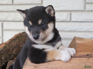 Shiba Inu dogs Shiba Inu Puppy 3 Landers - Ad 22