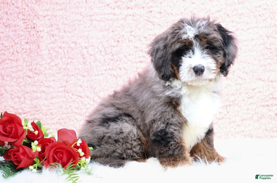 Mini Bernedoodle dogs for sale: Edison - Ad 1