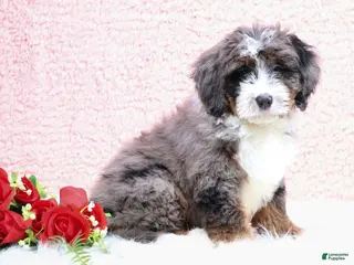 Mini Bernedoodle dogs Edison - Ad 31