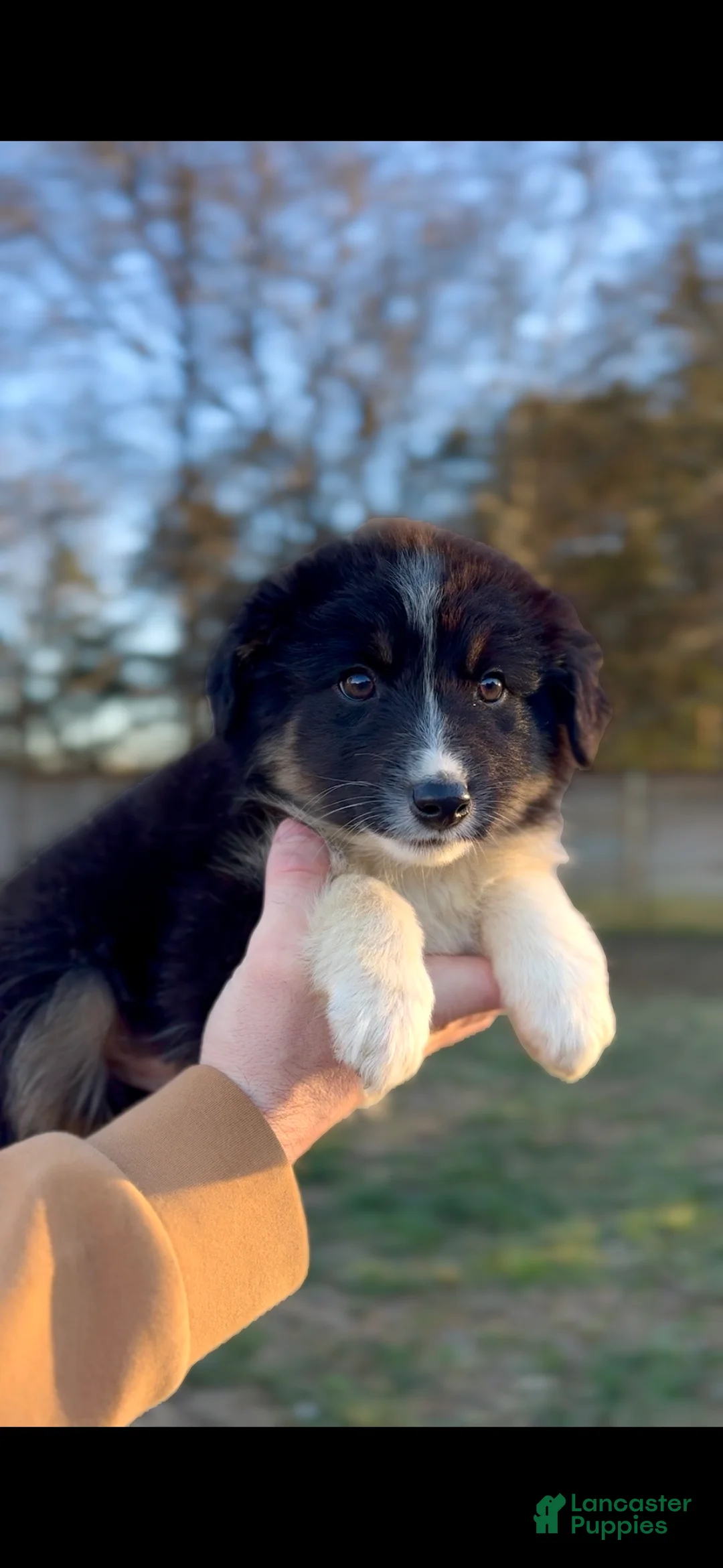 Miniature Australian Shepherd dogs for sale: Odin - Ad 3